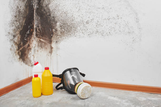 Professional Mold Removal in Laton, CA
