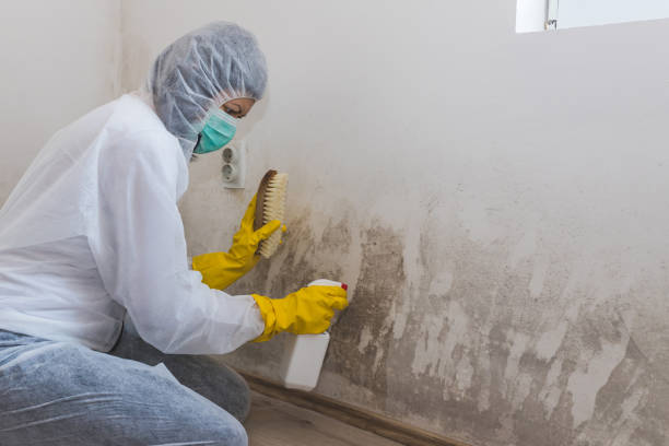 Mold Removal Process in Laton, CA