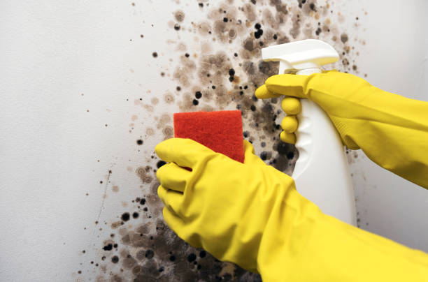 Best Water Damage Restoration  in Laton, CA