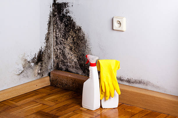 Mold Removal and Inspection in Laton, CA