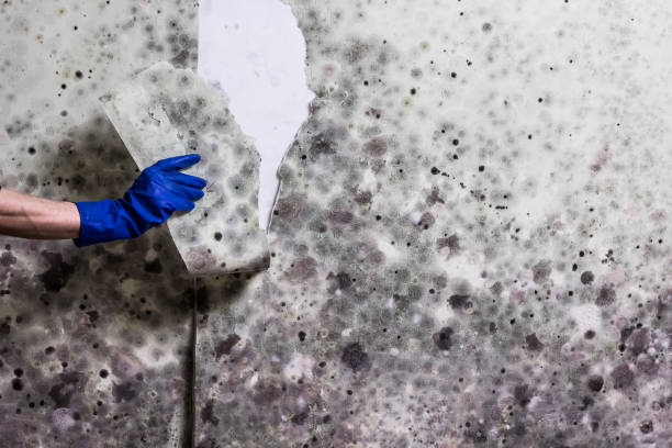 Mold Testing and Removal in Laton, CA